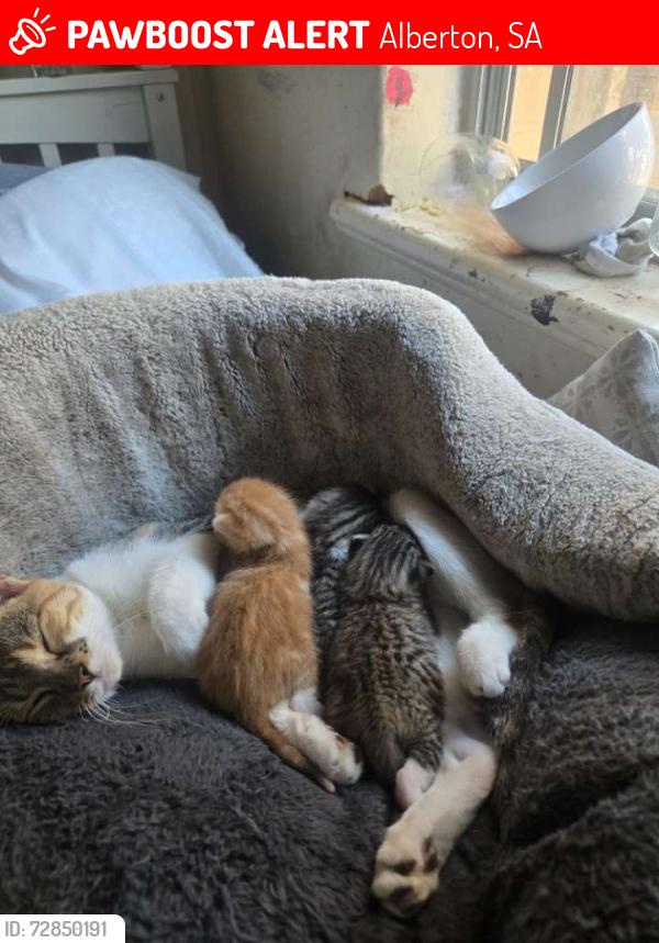 Lost Female Cat last seen Ozone street, Alberton, SA 5014