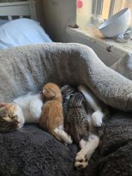 Lost Female Cat last seen Ozone street, Alberton, SA 5014