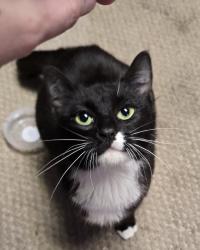 Found/Stray Female Cat last seen concrete works block plant, Winston-Salem, NC 27107