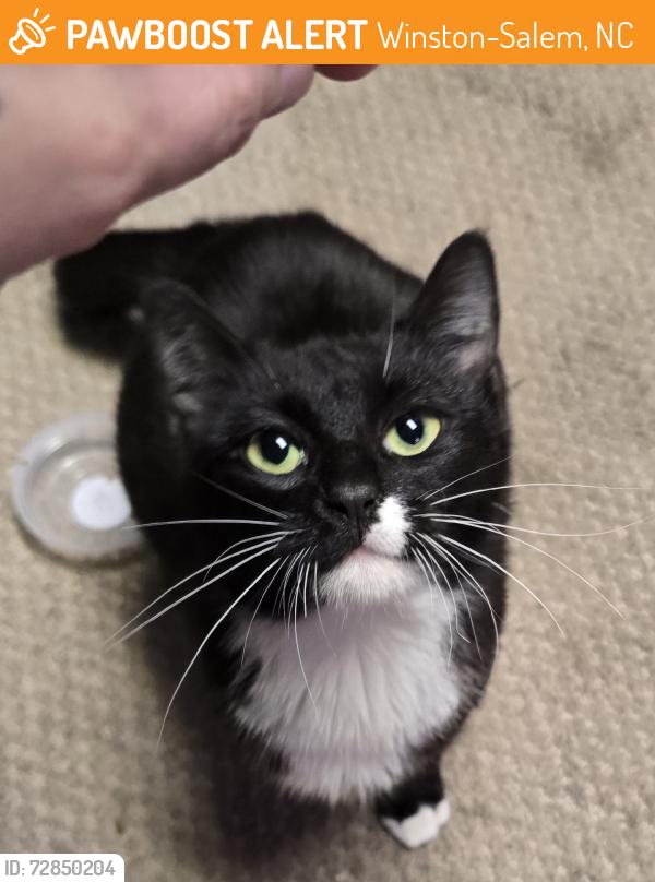 Found/Stray Female Cat last seen concrete works block plant, Winston-Salem, NC 27107