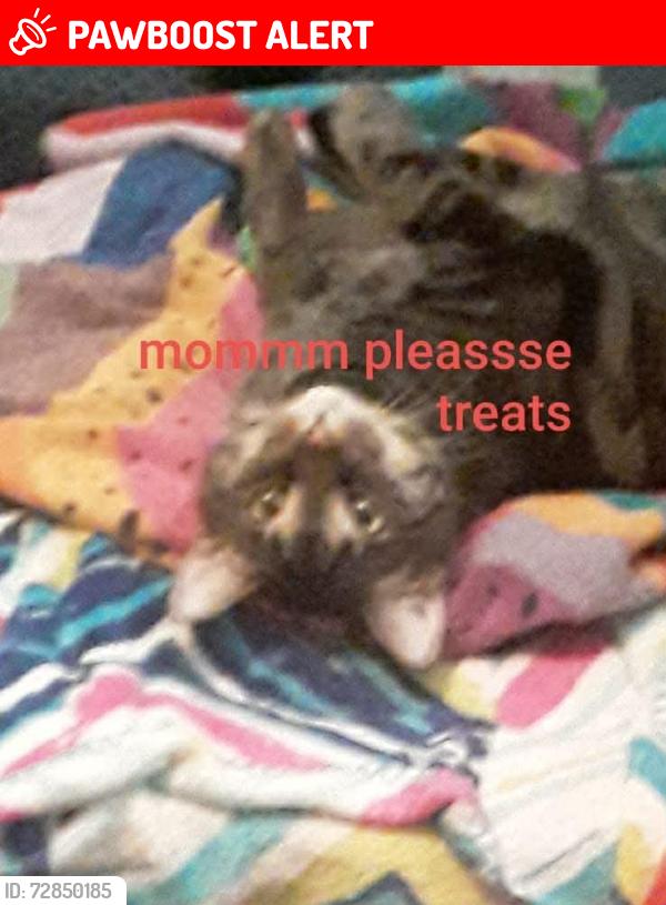 Lost Female Cat last seen S gas station , East Wenatchee, WA 98802