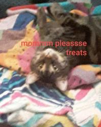 Lost Female Cat last seen S gas station , East Wenatchee, WA 98802