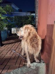 Found/Stray Unknown Dog last seen 17th ave and spring st, Seattle, WA 98122