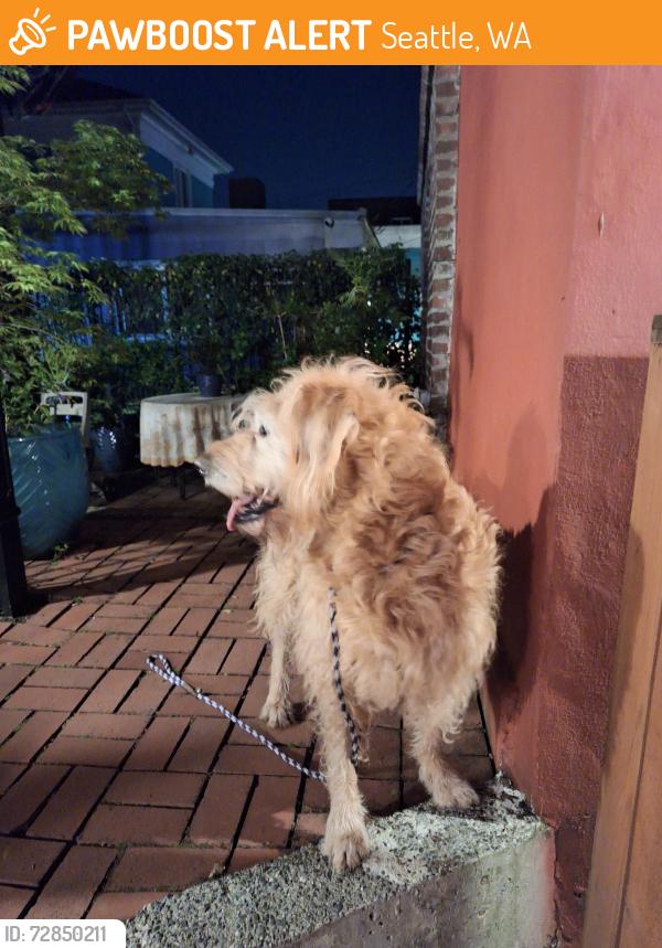 Found/Stray Unknown Dog last seen 17th ave and spring st, Seattle, WA 98122