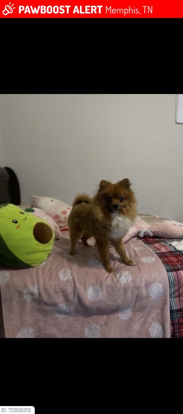 Lost Male Dog last seen Goodlett st & Chuck , by Sheffield elemantary, Memphis, TN 38118