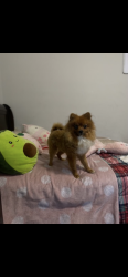 Lost Male Dog last seen Goodlett st & Chuck , by Sheffield elemantary, Memphis, TN 38118