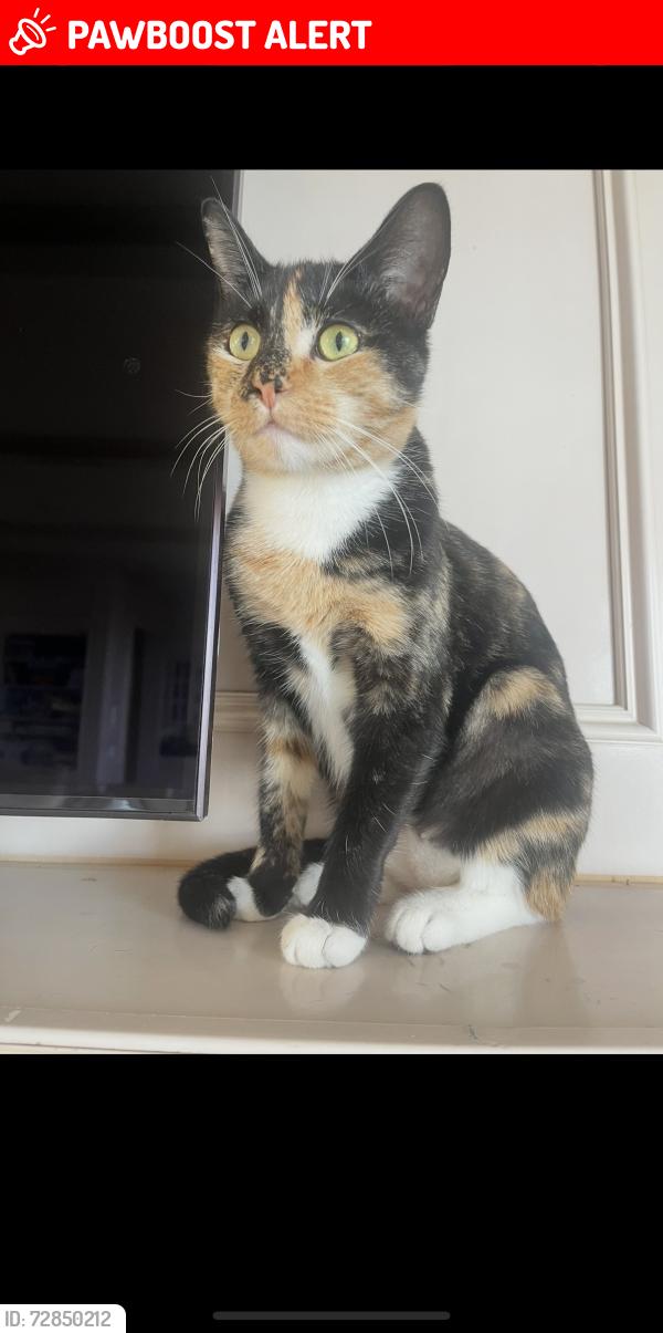 Lost Female Cat last seen Near Paseo De Castana, Palos Verdes Estates, CA 90275