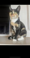 Lost Female Cat last seen Near Paseo De Castana, Palos Verdes Estates, CA 90275