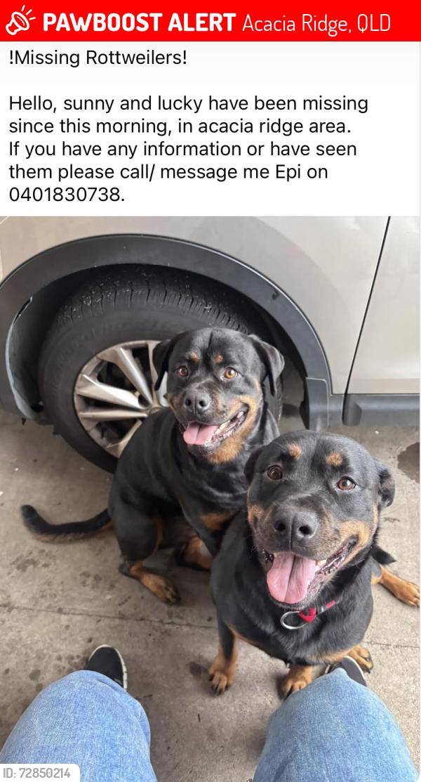 Lost Female Dog last seen Near Mortimer road , Acacia Ridge, QLD 4110