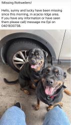 Lost Female Dog last seen Near Mortimer road , Acacia Ridge, QLD 4110