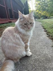 Lost Male Cat last seen Narroway Church Rd. , Paulding County, GA 30132