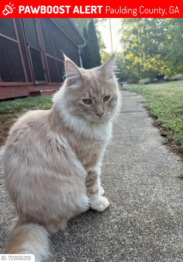 Lost Male Cat last seen Narroway Church Rd. , Paulding County, GA 30132