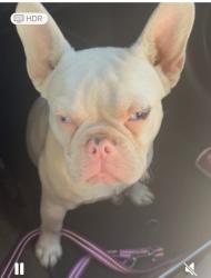 Lost Male Dog last seen Grant st and scoot st chualar ca,, Chualar, CA 93925