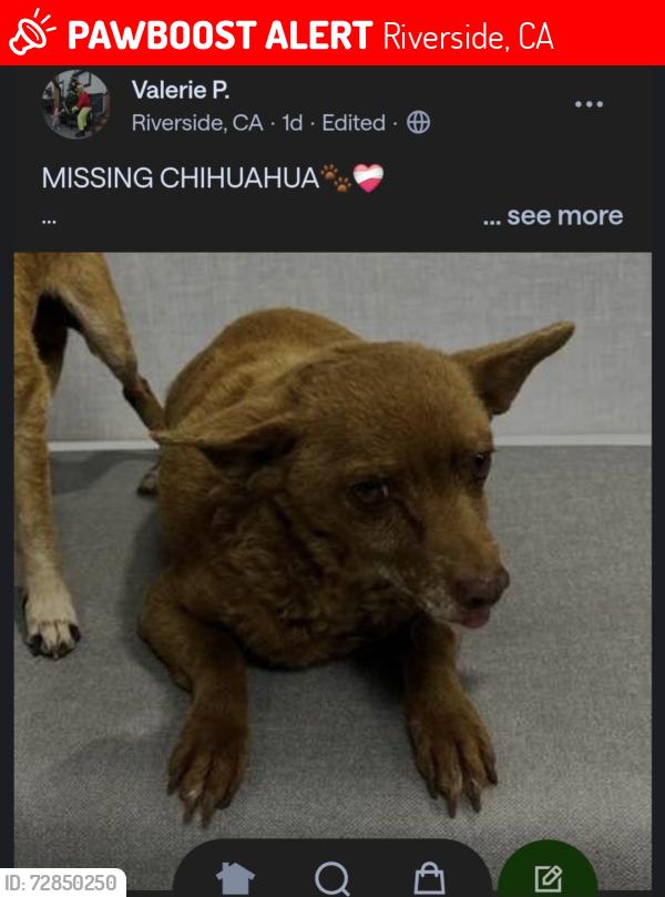 Lost Female Dog last seen Goldenwest and Mission Blvd area, Riverside, CA 92509