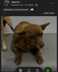 Lost Female Dog last seen Goldenwest and Mission Blvd area, Riverside, CA 92509