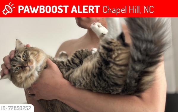 Lost Female Cat last seen In Finley forest , Chapel Hill, NC 27517