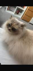 Reunited Female Cat last seen Huthwaite/Sutton road/Beech Avenue/Lime Avenue , Huthwaite, England NG17 2NR