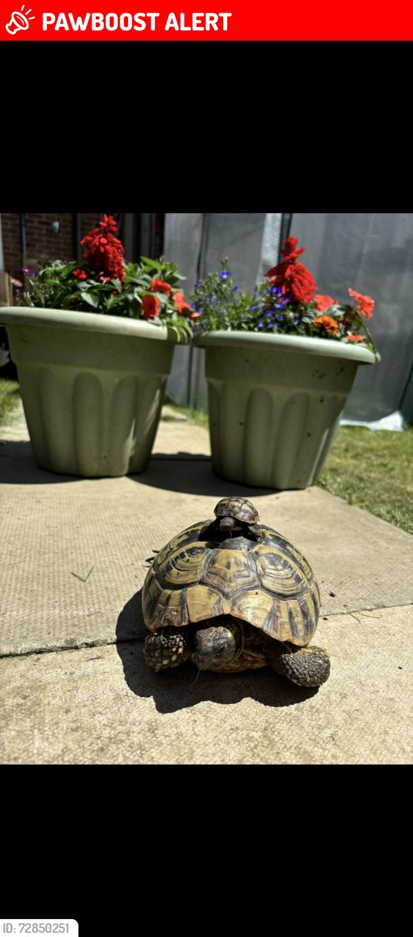 Lost Female Reptile last seen Annalee road, Thurrock, England RM15 5DE
