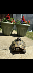 Lost Female Reptile last seen Annalee road, Thurrock, England RM15 5DE