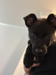 Found/Stray Female Dog last seen N Duesenberg Dr , Ontario, CA 91764