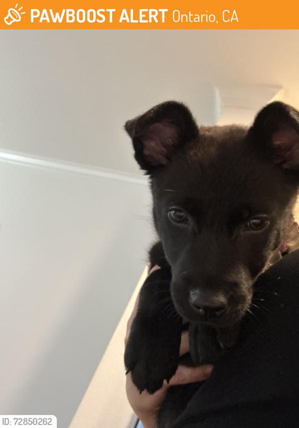 Found/Stray Female Dog last seen N Duesenberg Dr , Ontario, CA 91764