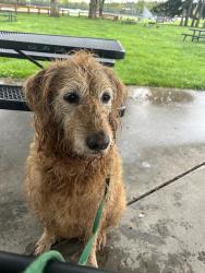 Lost Female Dog last seen 18th cherry, Seattle, WA 98122
