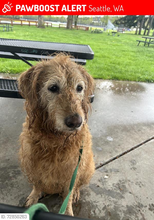 Lost Female Dog last seen 18th cherry, Seattle, WA 98122