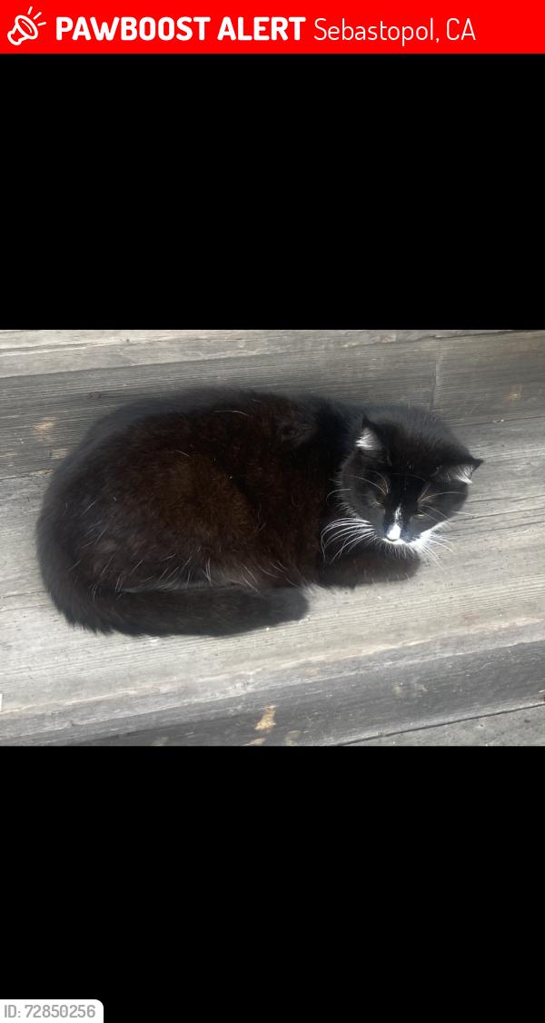 Lost Female Cat last seen Across from Starbucks, Sebastopol, CA 95472