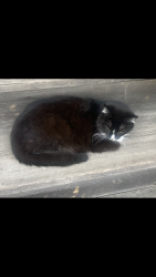 Lost Female Cat last seen Across from Starbucks, Sebastopol, CA 95472