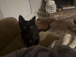 Found/Stray Unknown Cat last seen found him at Animal Clinic of Flour Bluff , Corpus Christi, TX 78418