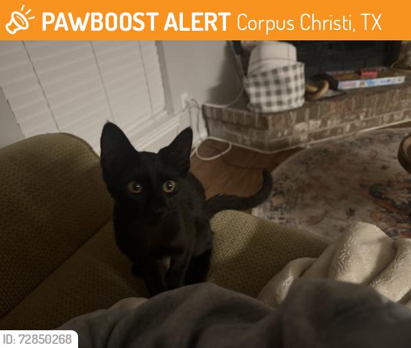 Found/Stray Unknown Cat last seen found him at Animal Clinic of Flour Bluff , Corpus Christi, TX 78418
