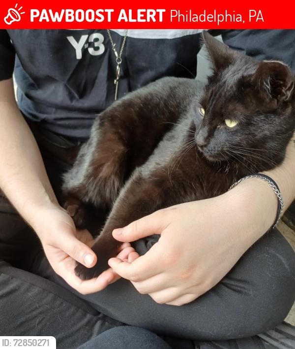 Lost Female Cat last seen Aspen and dearborn, Philadelphia, PA 19139