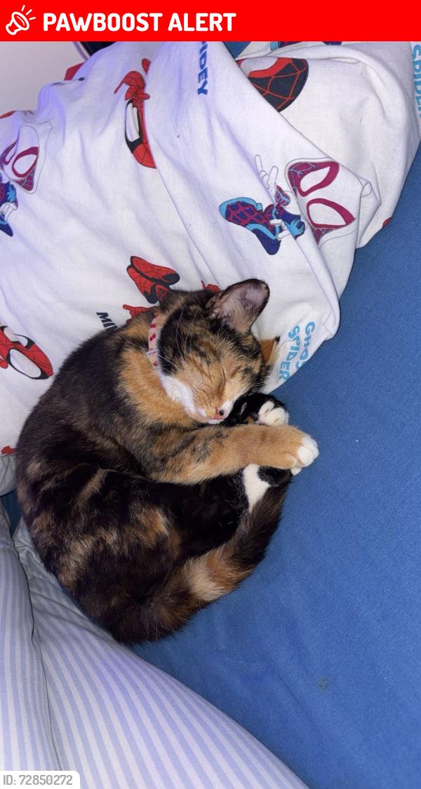 Lost Female Cat last seen Near castle street, West Northamptonshire, England NN1 2DS