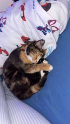 Lost Female Cat last seen Near castle street, West Northamptonshire, England NN1 2DS