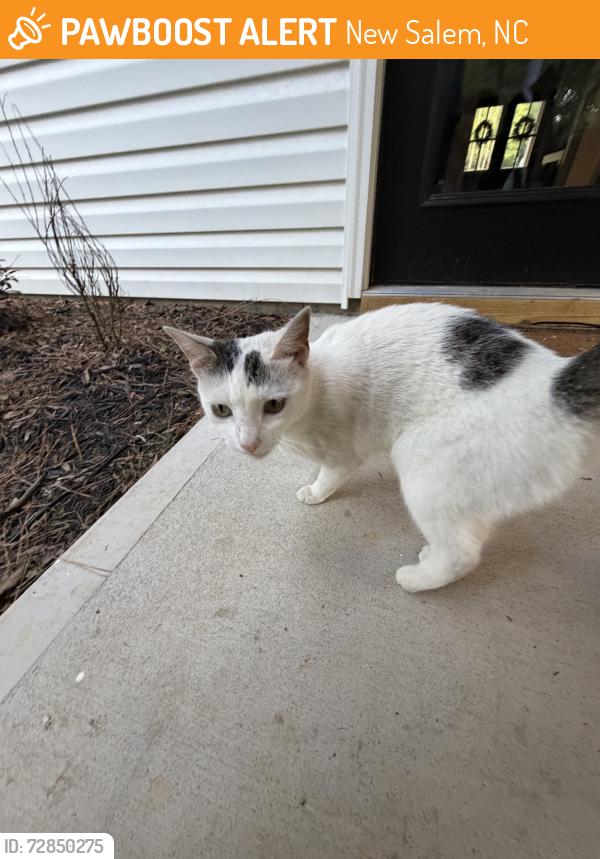 Found/Stray Female Cat last seen Near Roundabout/Dollar General, New Salem, NC 28103