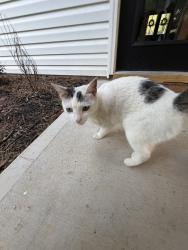 Found/Stray Female Cat last seen Near Roundabout/Dollar General, New Salem, NC 28103