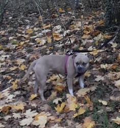 Lost Female Dog last seen Near SE Columbia Way, Vancouver, WA 98661, Vancouver, WA 98661