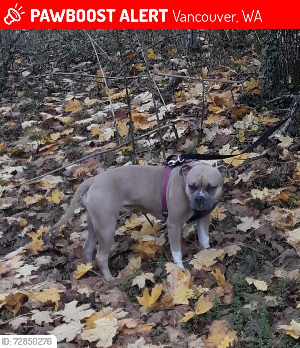 Lost Female Dog last seen Near SE Columbia Way, Vancouver, WA 98661, Vancouver, WA 98661