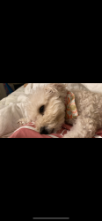 Lost Female Dog last seen Nuevo, Perris, CA 92571