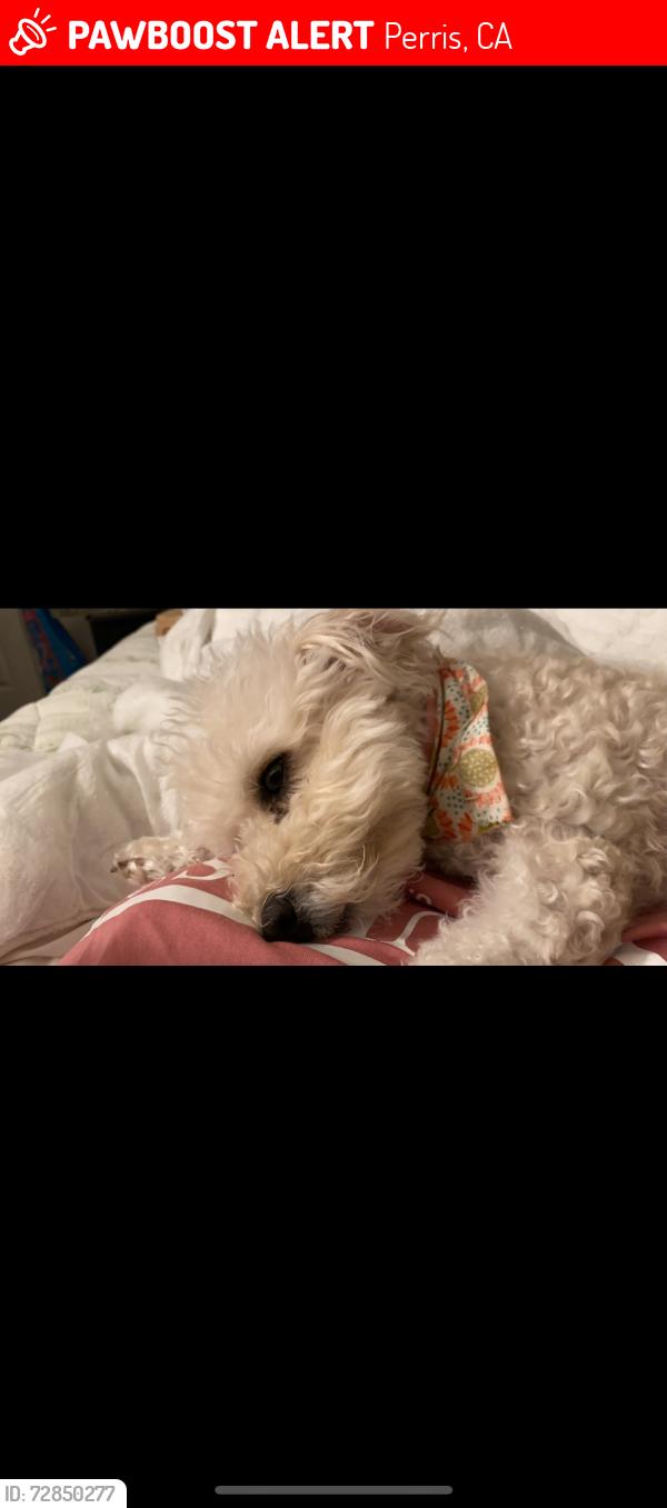 Lost Female Dog last seen Nuevo, Perris, CA 92571