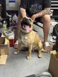 Found/Stray Male Dog last seen Ann & Commerce , North Las Vegas, NV 89081