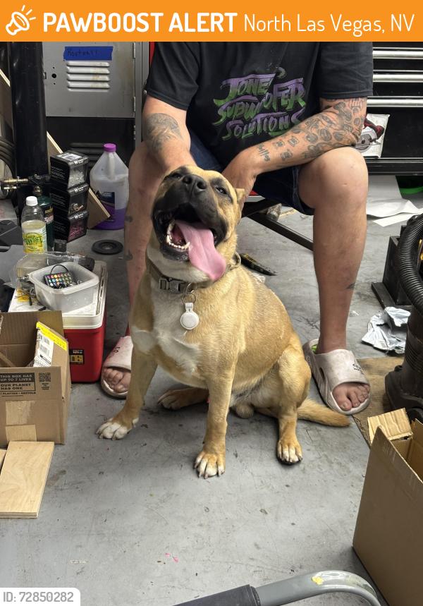 Found/Stray Male Dog last seen Ann & Commerce , North Las Vegas, NV 89081