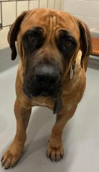 Reunited Female Dog last seen Located at Rockdale County Animal Service, 1506 Rockbridge Road, Conyers, GA 30012, Conyers, GA 30012