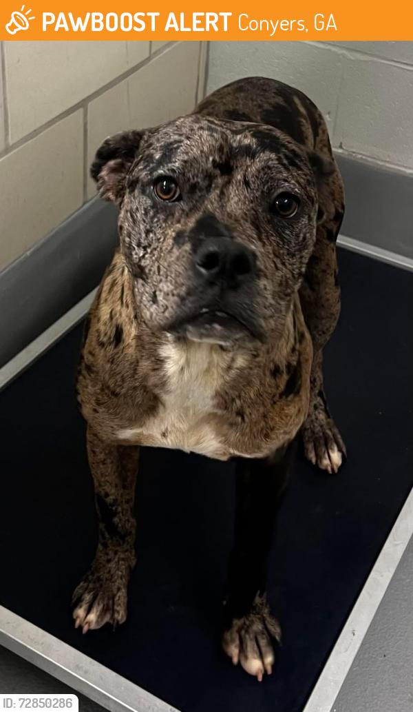 Found/Stray Female Dog last seen Located at Rockdale County Animal Service, 1506 Rockbridge Road, Conyers, GA 30012, Conyers, GA 30012