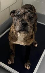 Found/Stray Female Dog last seen Located at Rockdale County Animal Service, 1506 Rockbridge Road, Conyers, GA 30012, Conyers, GA 30012