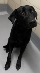 Found/Stray Male Dog last seen Located at Rockdale County Animal Service, 1506 Rockbridge Road, Conyers, GA 30012, Conyers, GA 30012