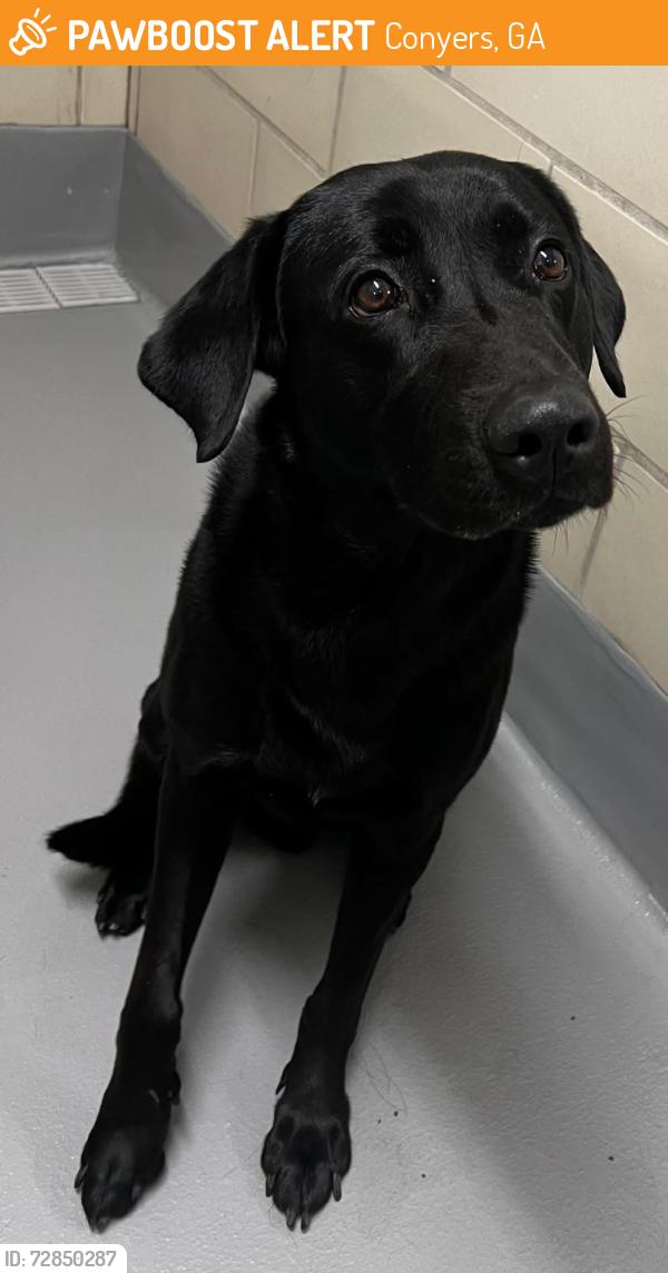 Found/Stray Male Dog last seen Located at Rockdale County Animal Service, 1506 Rockbridge Road, Conyers, GA 30012, Conyers, GA 30012