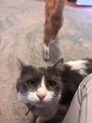 Lost Female Cat last seen Creekside , Ontario, CA 91761