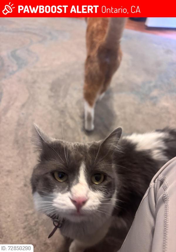 Lost Female Cat last seen Creekside , Ontario, CA 91761
