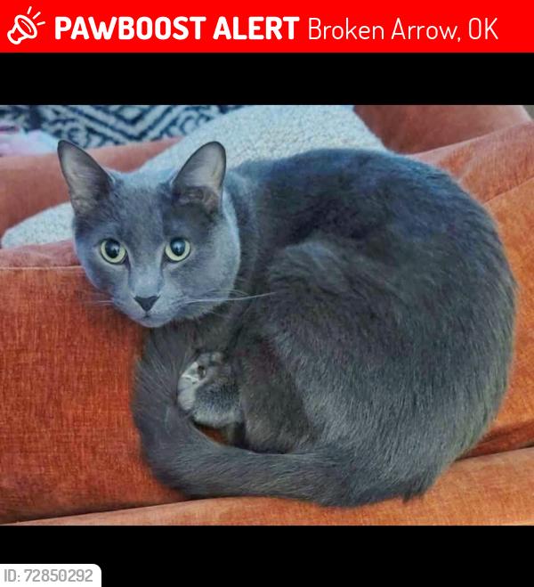 Lost Male Cat last seen 65th between 305th and 321st Emerald Falls Neighborhood , Broken Arrow, OK 74014